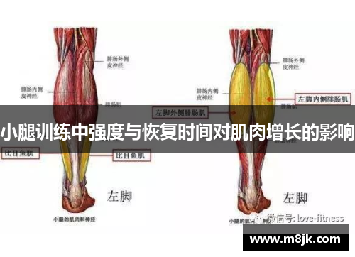 小腿训练中强度与恢复时间对肌肉增长的影响